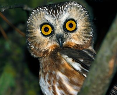 Northern Saw-whet Owl