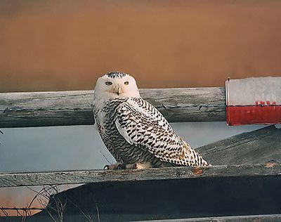 Snowy Owl