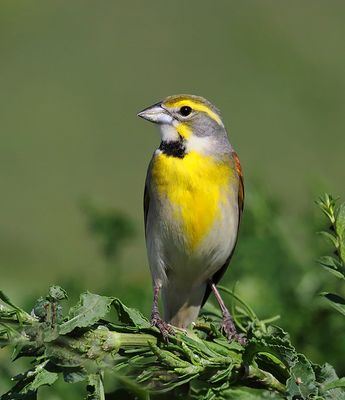 Dickcissel