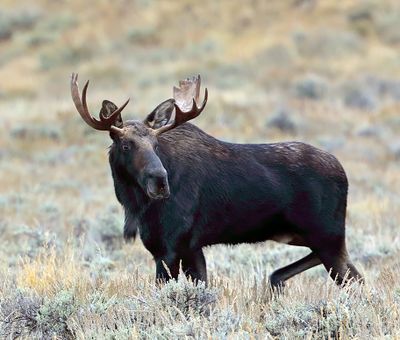 Moose