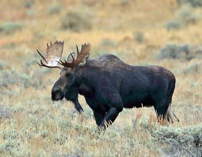 Moose