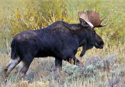 Moose