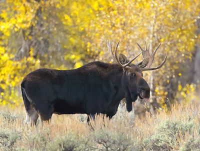 Moose