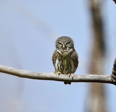 Northern Pygmy-Owl