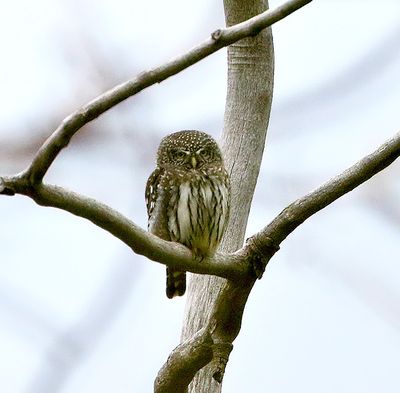Northern Pygmy-Owl
