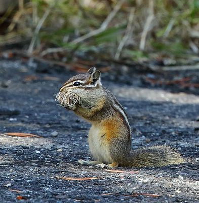 Least Chipmunk
