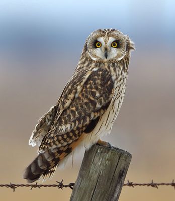 Short-eared Owl