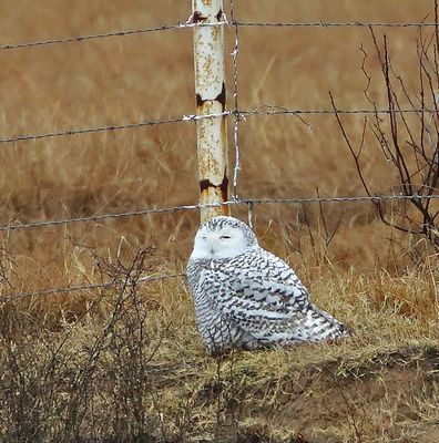 Snowy Owl