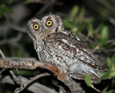 Whiskered Screech-Owl
