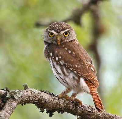 Ferruginous Pygmy-Owl