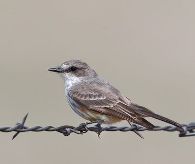 Vermilion Flycatcher