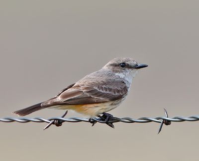 Vermilion Flycatcher
