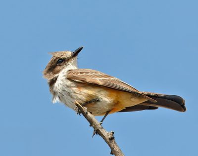 Vermilion Flycatcher