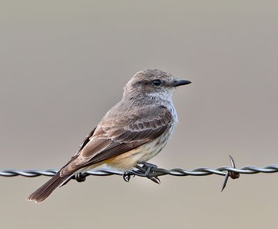 Vermilion Flycatcher