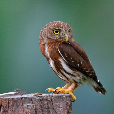 Central American Pygmy-Owl
