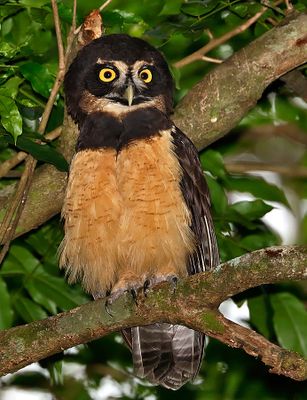Spectacled Owl