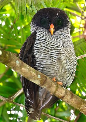 Black-and-white Owl