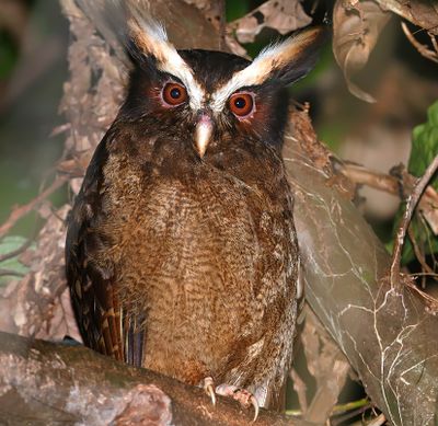 Central American Owls