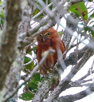 Costa Rican Pygmy-Owl
