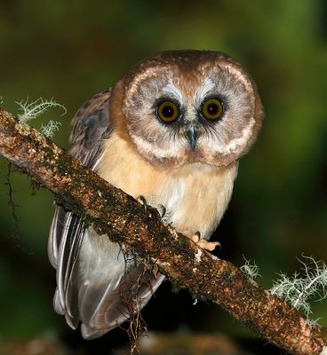 Unspotted Saw-whet Owl