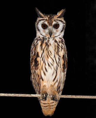 Striped Owl