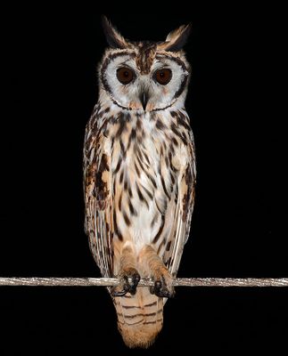 Striped Owl