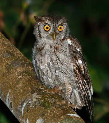 Pacific Screech-Owl