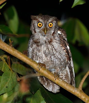 Pacific Screech-Owl