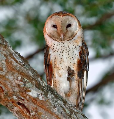 Barn Owl