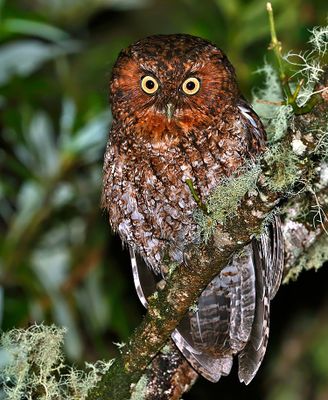 Bare-shanked Screech-Owl