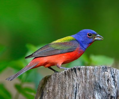 Painted Bunting