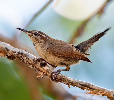 Bewick's Wren