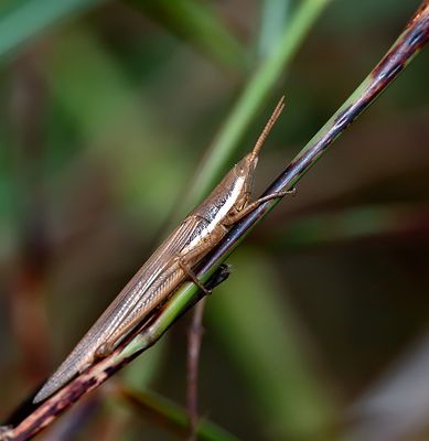 Cattail Toothpick Grasshopper