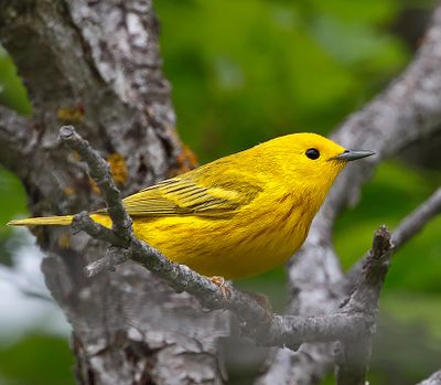 Yellow Warbler