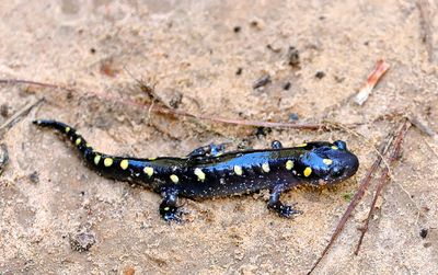 Spotted Salamander