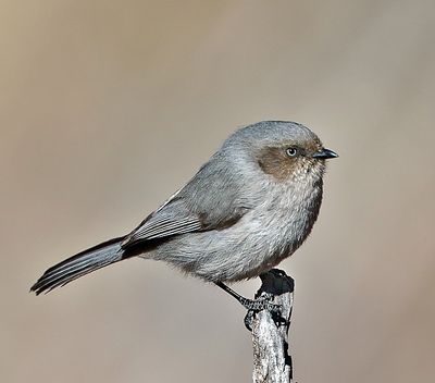 Bushtit