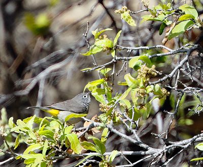Virginia's Warbler