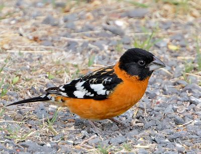 Black-headed Grosbeak