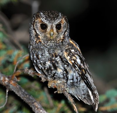 Flammulated Owl