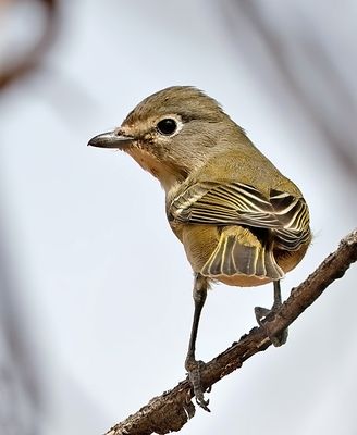 Cassin's Vireo