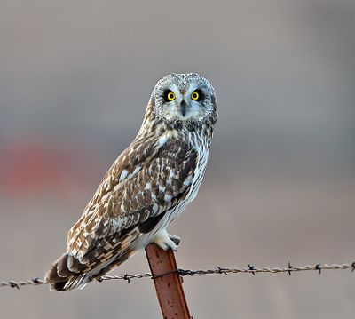 Short-eared Owl