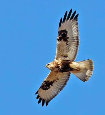 Rough-legged Hawk