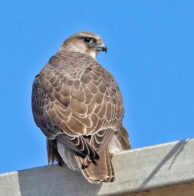 Gyrfalcon