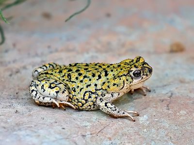 Frogs and Toads