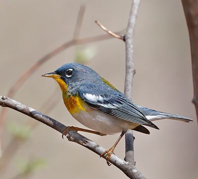 Northern Parula