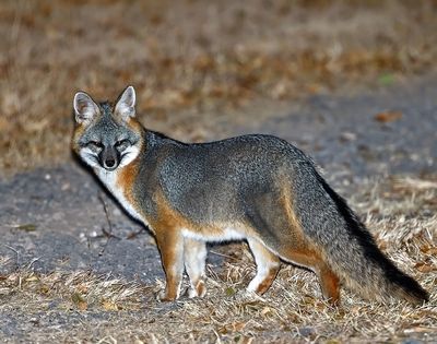 Gray Fox