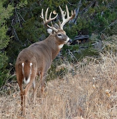 Whitetail Buck