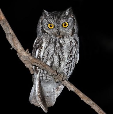 Western Screech-Owl