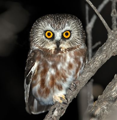 Northern Saw-whet Owl