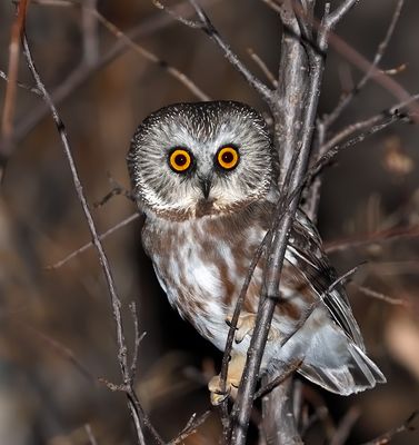 Northern Saw-whet Owl